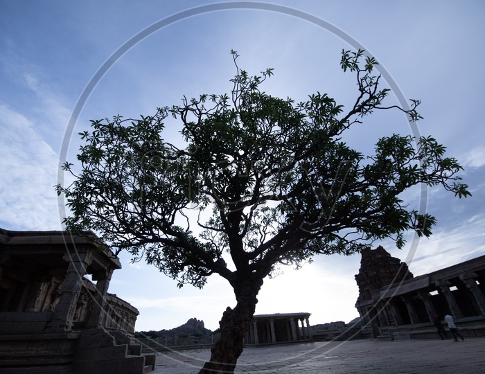 Silhouette Of a Tree In An Ancient Vijaya Vittala temple Compound In Hampi