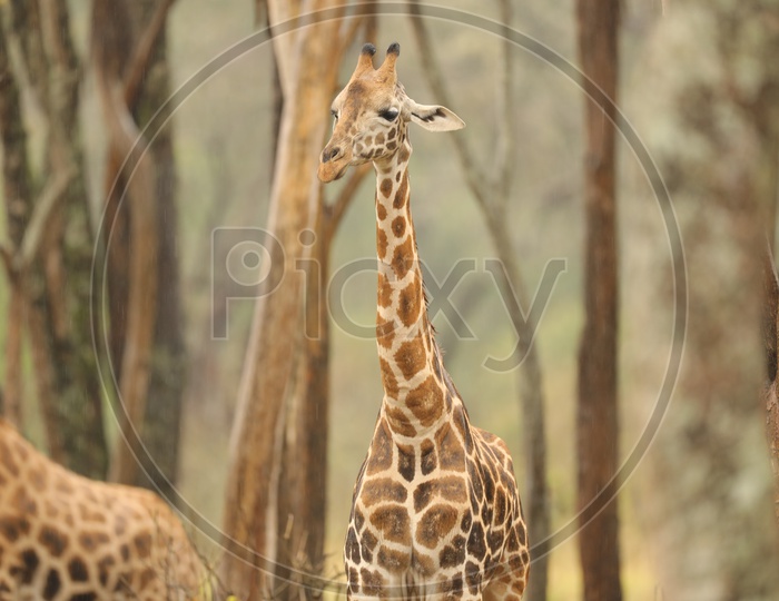 Giraffe  At Masai Mara National reserve  in Kenya