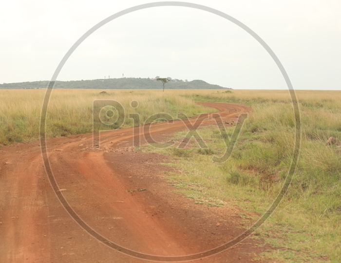 Pathways  In The Masai Mara National Reserve  For jeeps and Vehicles