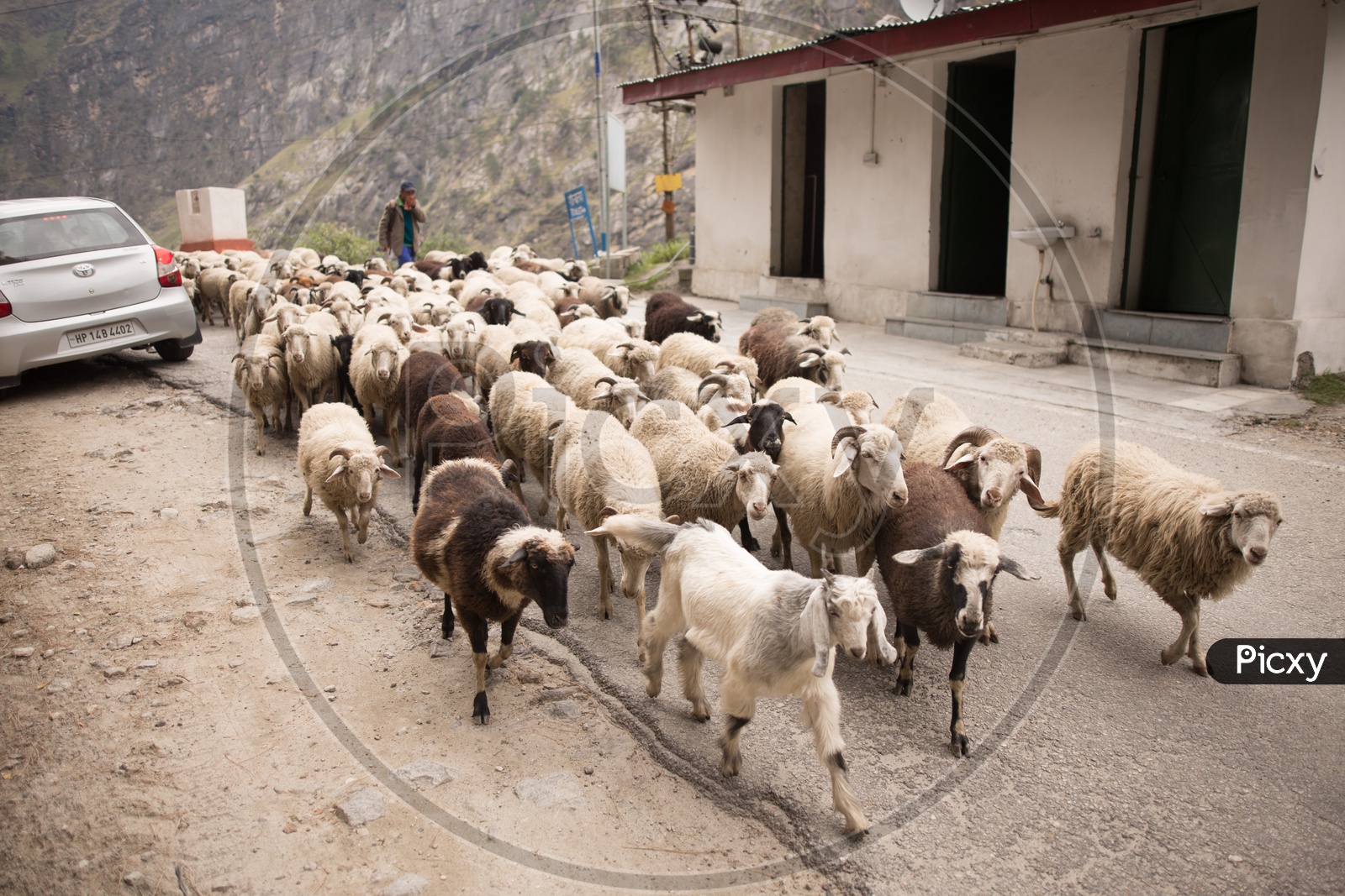 Shepard Taking His Flock Of Sheep On the Ghat Roads Of  Kinnaur