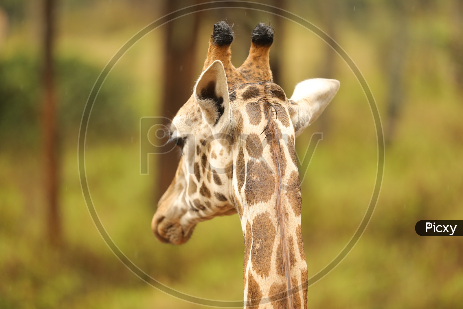 Giraffe  in Masai Mara National Reserve  , Kenya