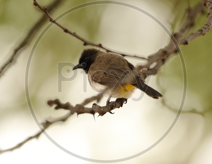 Weaver  Bird Or Weavers Or Weaver Finches Or  Bishop Birds  at Masai Mara National Reserve