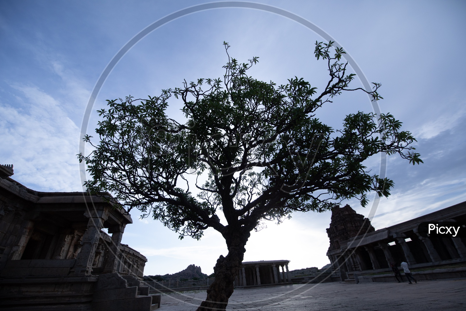 Silhouette Of a Tree In An Ancient Vijaya Vittala temple Compound In Hampi