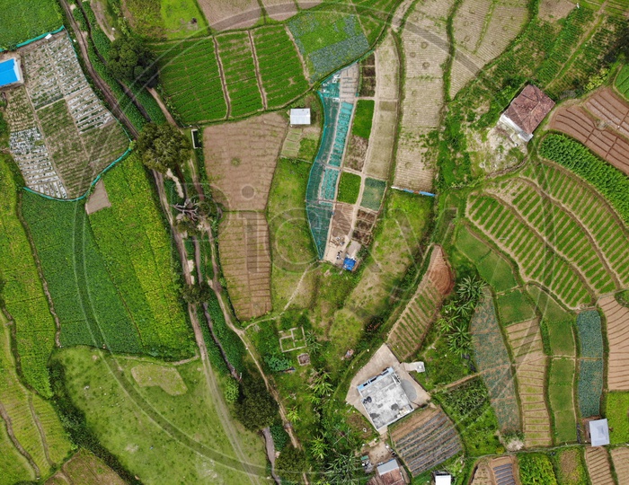 Aerial View Of  Munnar Tea Plantations