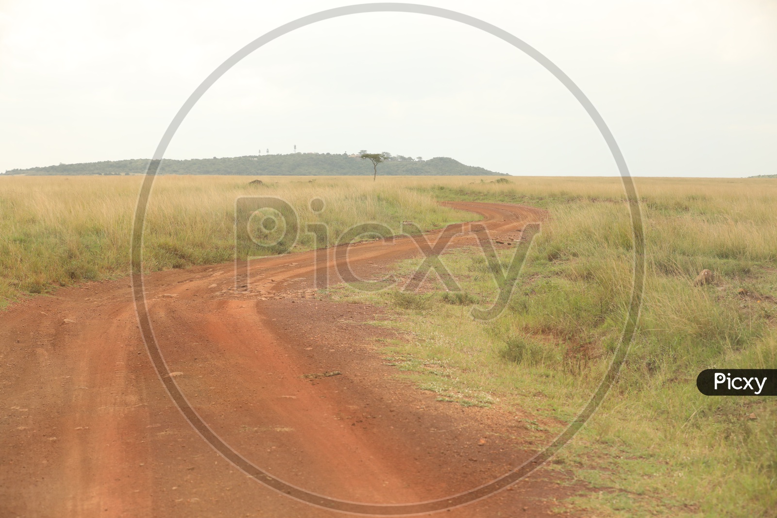 Pathways  In The Masai Mara National Reserve  For jeeps and Vehicles