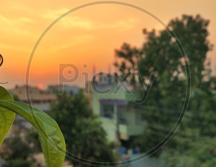 A jasmine bud about to bloom and waiting of the sunrise with sunset in the background
