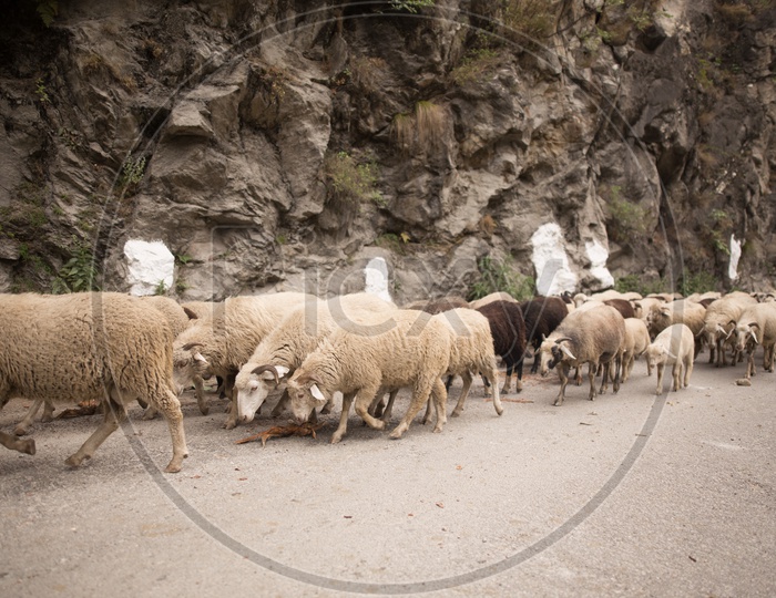 Shepard Taking His Flock Of Sheep On the Ghat Roads Of  Kinnaur