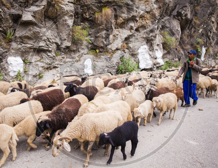 Shepard With Flock Of Sheep On the Ghat Roads Of Kinnaur