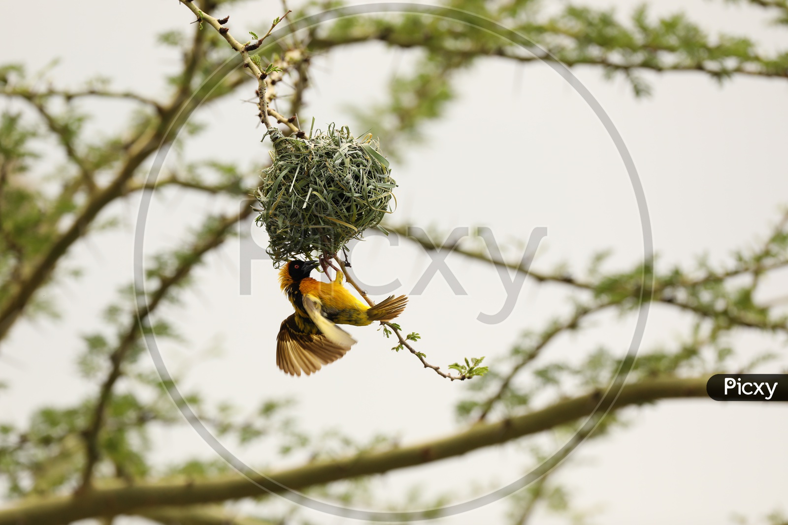Weaver  Bird Or Weavers Or Weaver Finches Or  Bishop Birds   At The  Nests in Masai Mara National Reserve