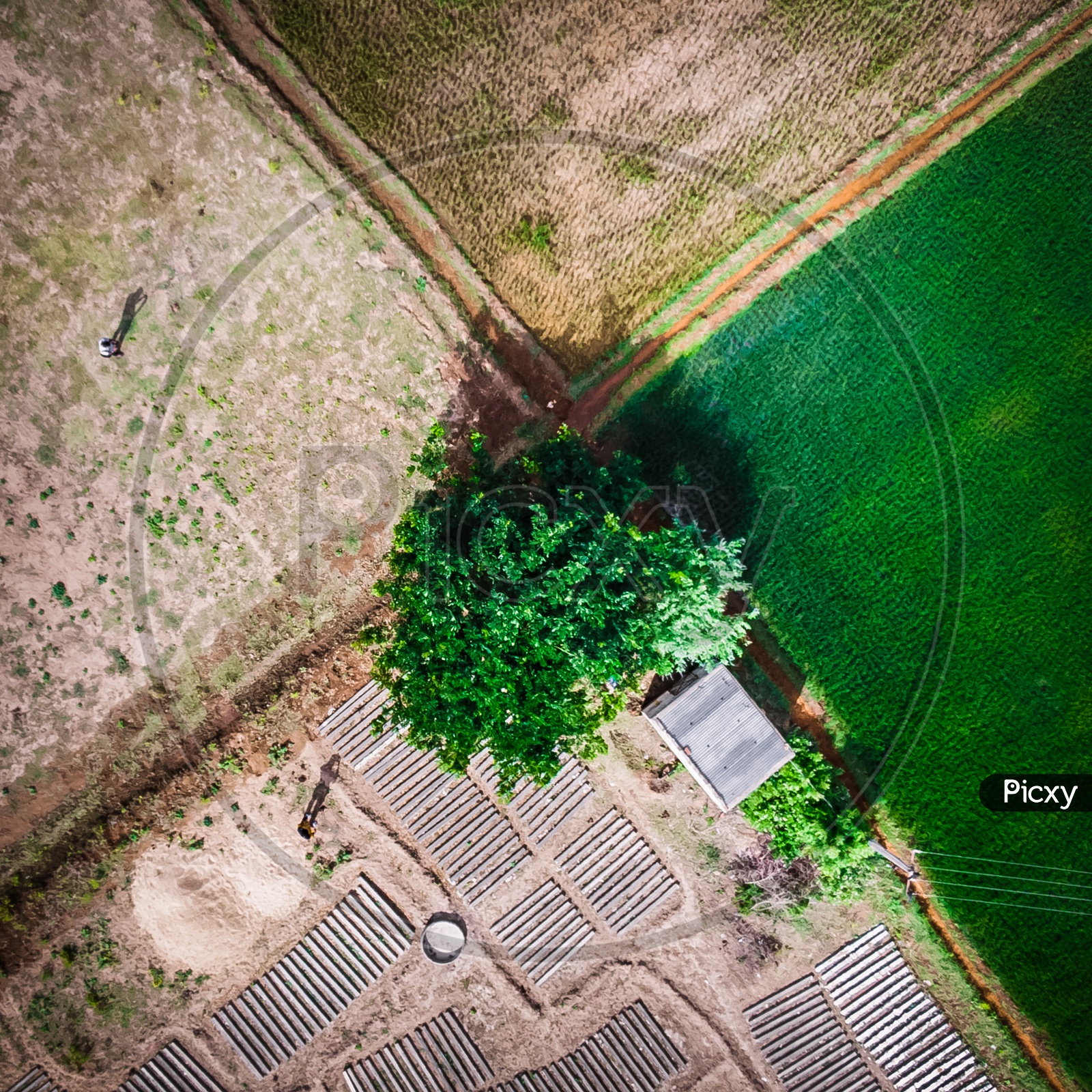 Aerial View Of  Paddy Fields Or Agricultural Fields I