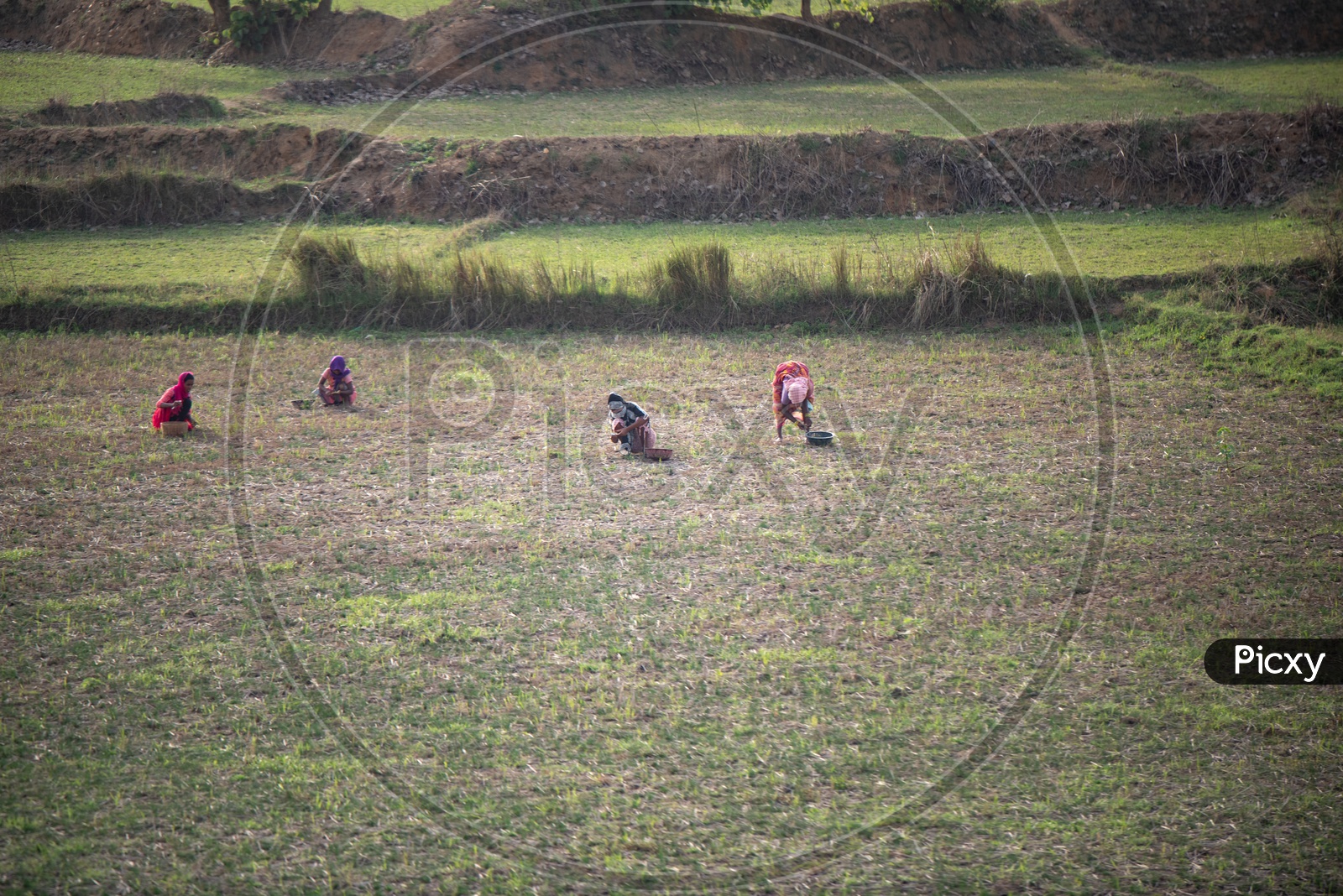 Woman Working in a Agricultural Field
