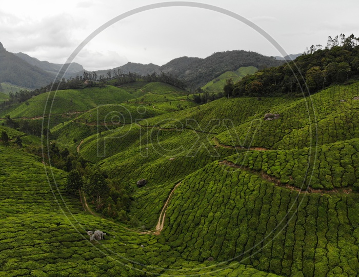 Munnar Tea Plantations Scapes in Munnar