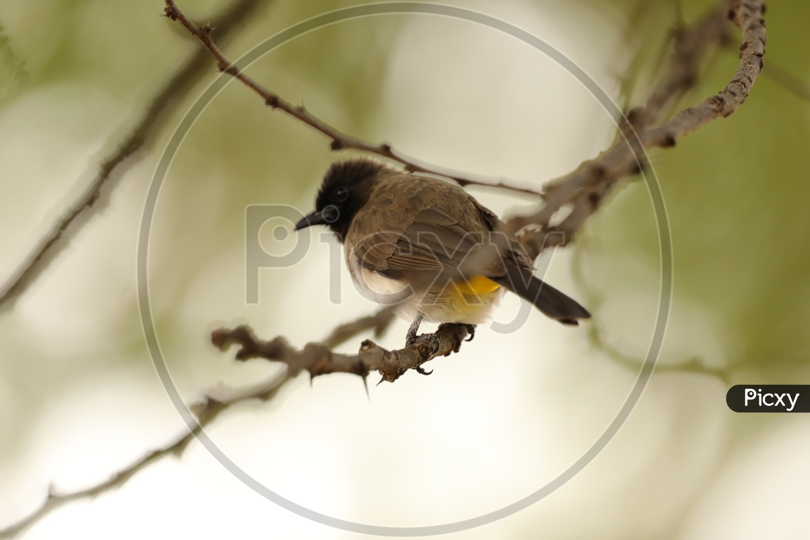 Weaver  Bird Or Weavers Or Weaver Finches Or  Bishop Birds  at Masai Mara National Reserve