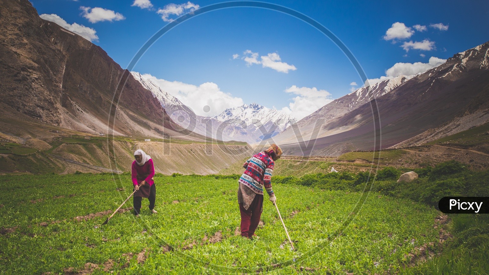 Women Working in the Cultivation Fields In the Terrain Villages of Spiti Valley