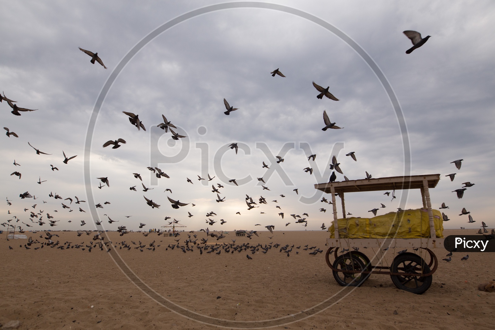 Composition Shot Of  A Vendor Stall In a Beach With A Group Of Pigeons  Flying