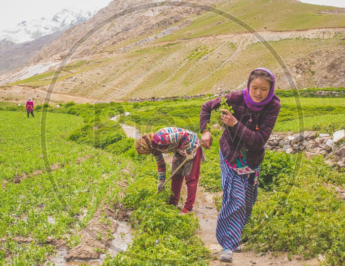 Women Working in the Cultivation Fields In the Terrain Villages of Spiti Valley