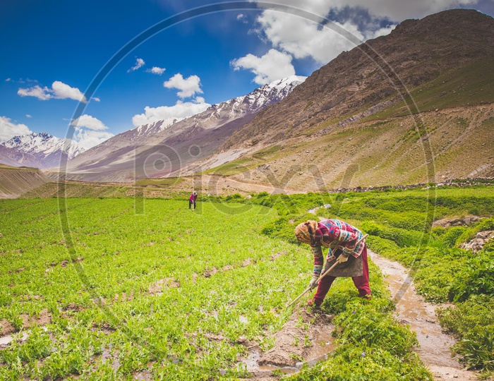 Women Working In The  Agricultural Fields On The Village of  Spiti