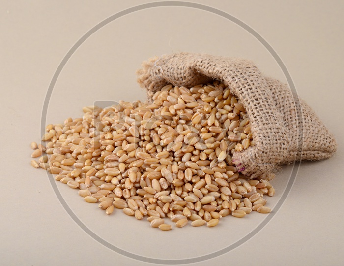 Fresh Yield Of Wheat Grains In Small Sack On an Isolated Background
