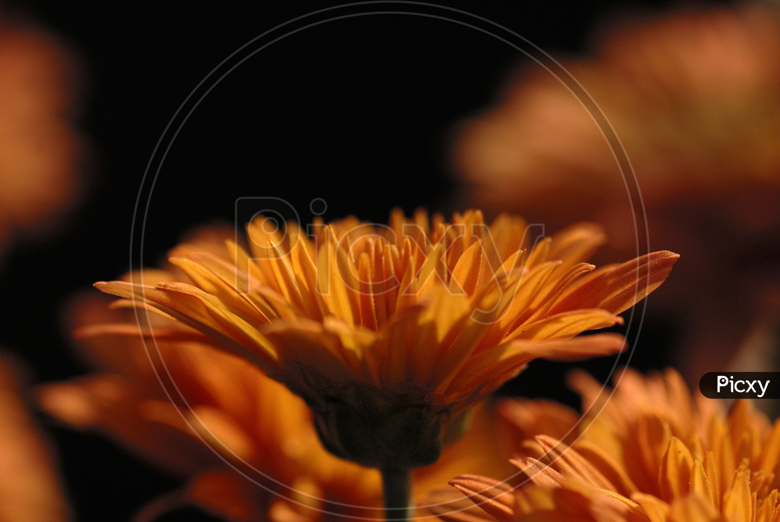 Closeup Of a Gerber Daisy Flower With Petals