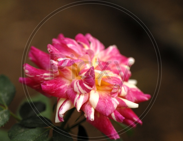 A Rose Flower With Petals Closeup