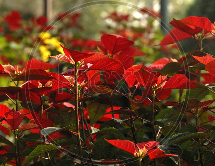 Red Leafed Plant In a  Garden