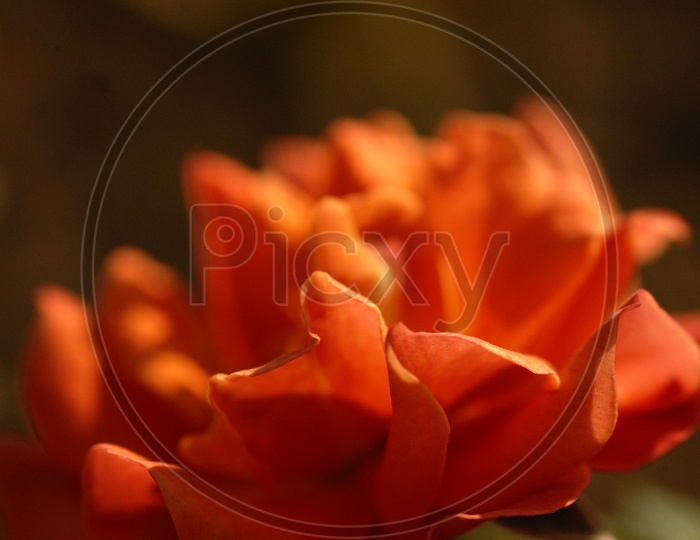 A Rose Flower Closeup With Petals