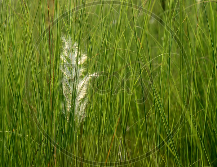 Mexican Feather Grass With a Feather in a Garden or Green Garden Grass With a Feather