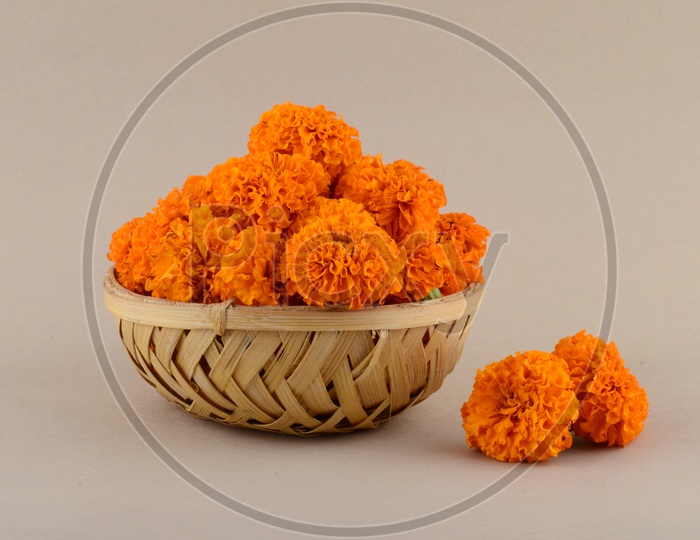 Mari Gold Flowers in a Wooden Weaved Basket For Hindu God Pooja On a  Festival Day  On an Isolated White Background