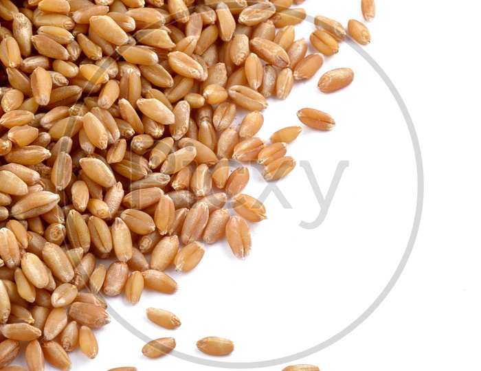 Fresh Yield Of Wheat Grains On an Isolated Background
