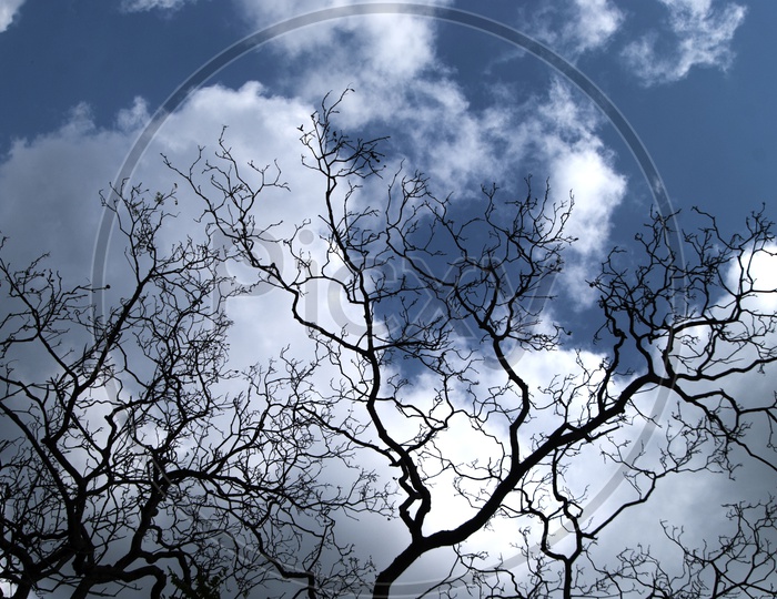 Silhouette Of A Leaf Less Tree Branches Over a Sky With Cotton Clouds