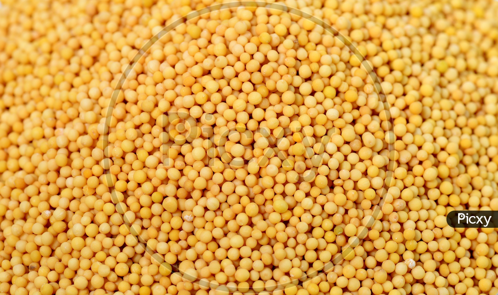 Yellow Mustard Seeds Filled Background