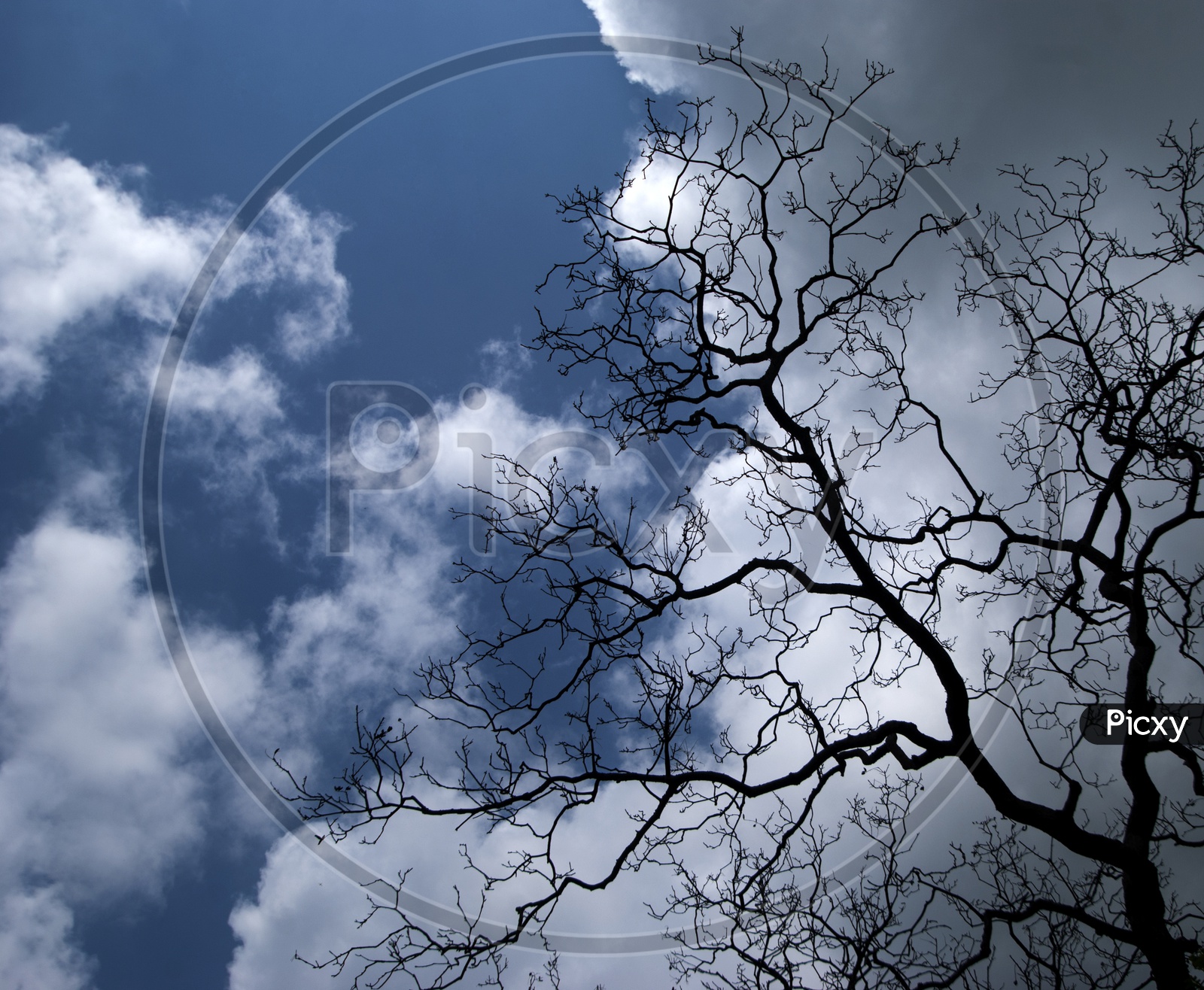 Silhouette of a Leafless Tree Branch Over  a Bright Cotton Clouds In Blue Sky