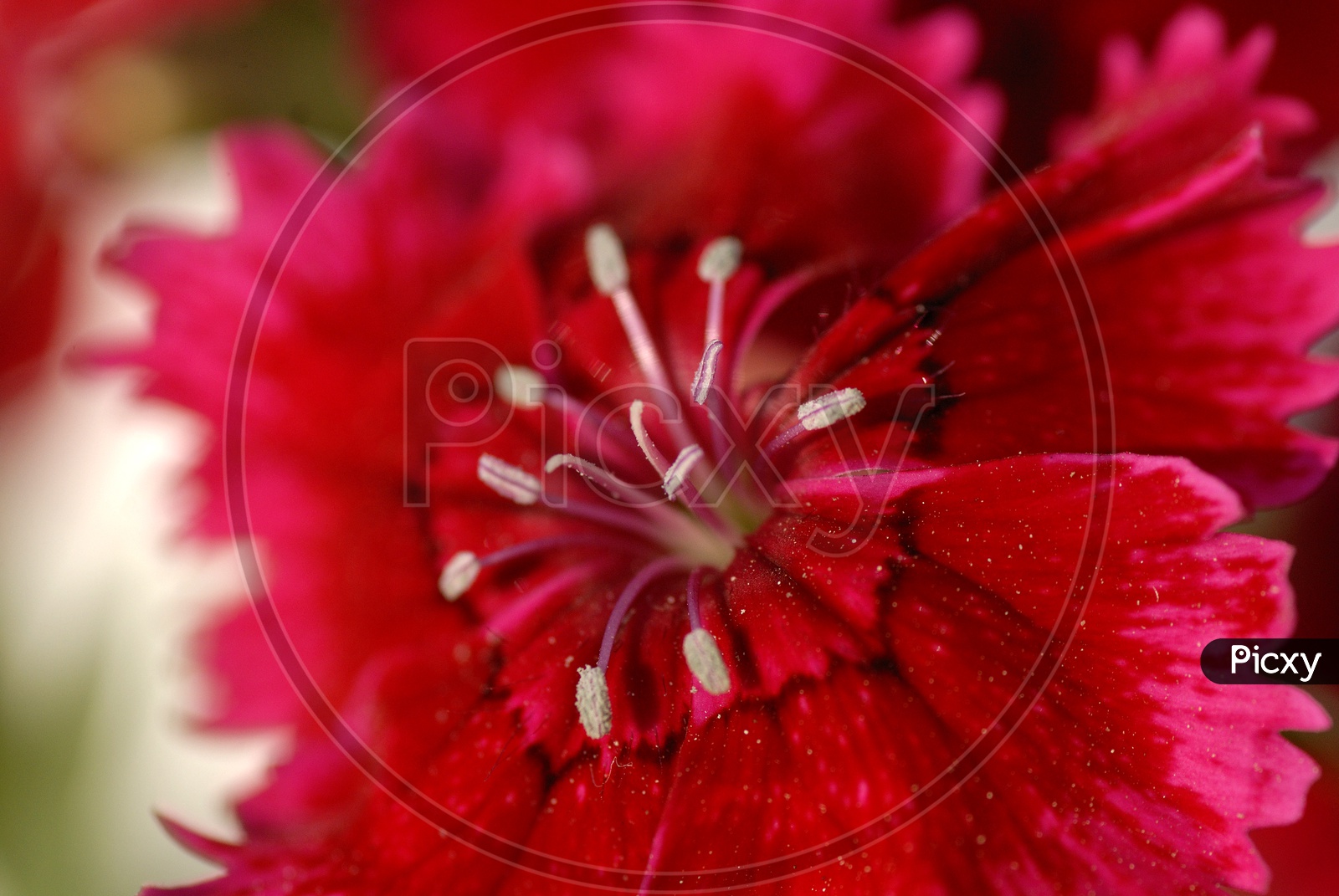 Diantus Barbatus Flower Closeup