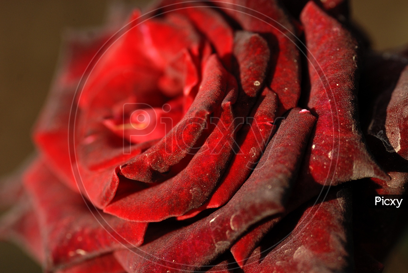 Rose Flower With Petals Closeup