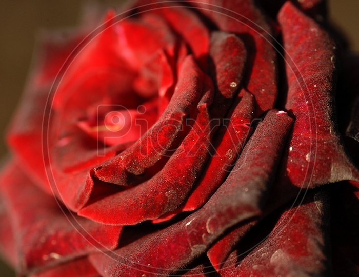 Rose Flower With Petals Closeup