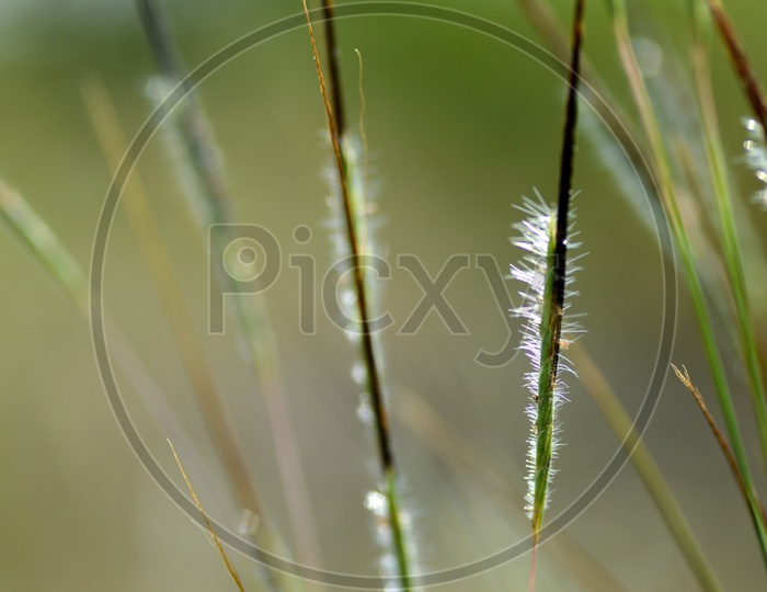 Closeup of Green Grass with white fiber