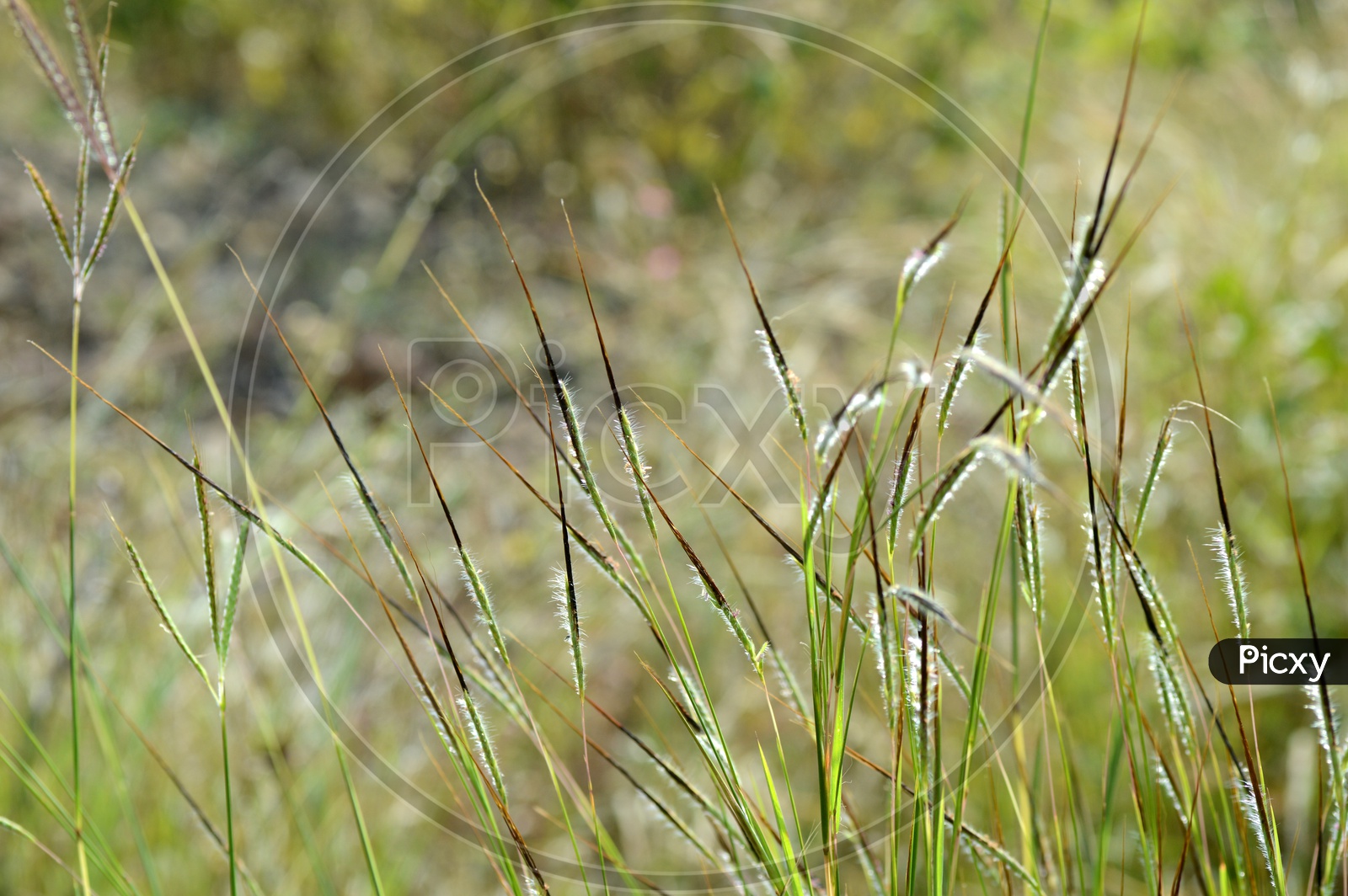 Green Grass with white fiber