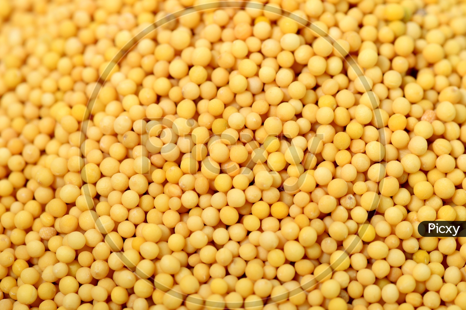 Yellow Mustard Seeds Filled Background