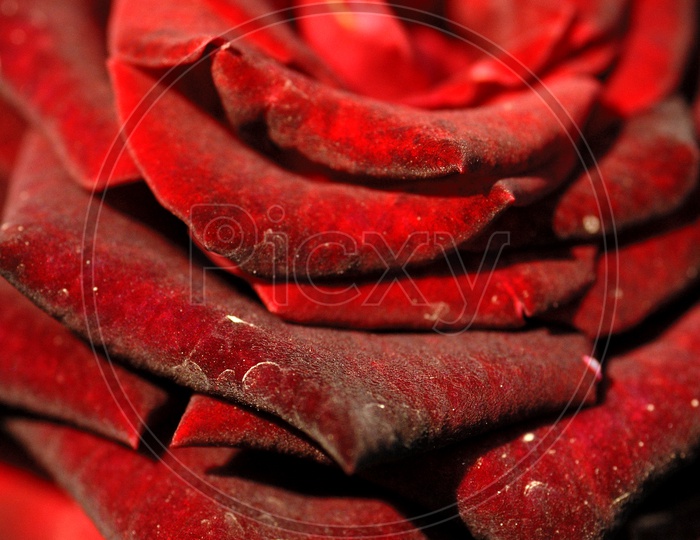 Red Rose Flower With Petals Closeup
