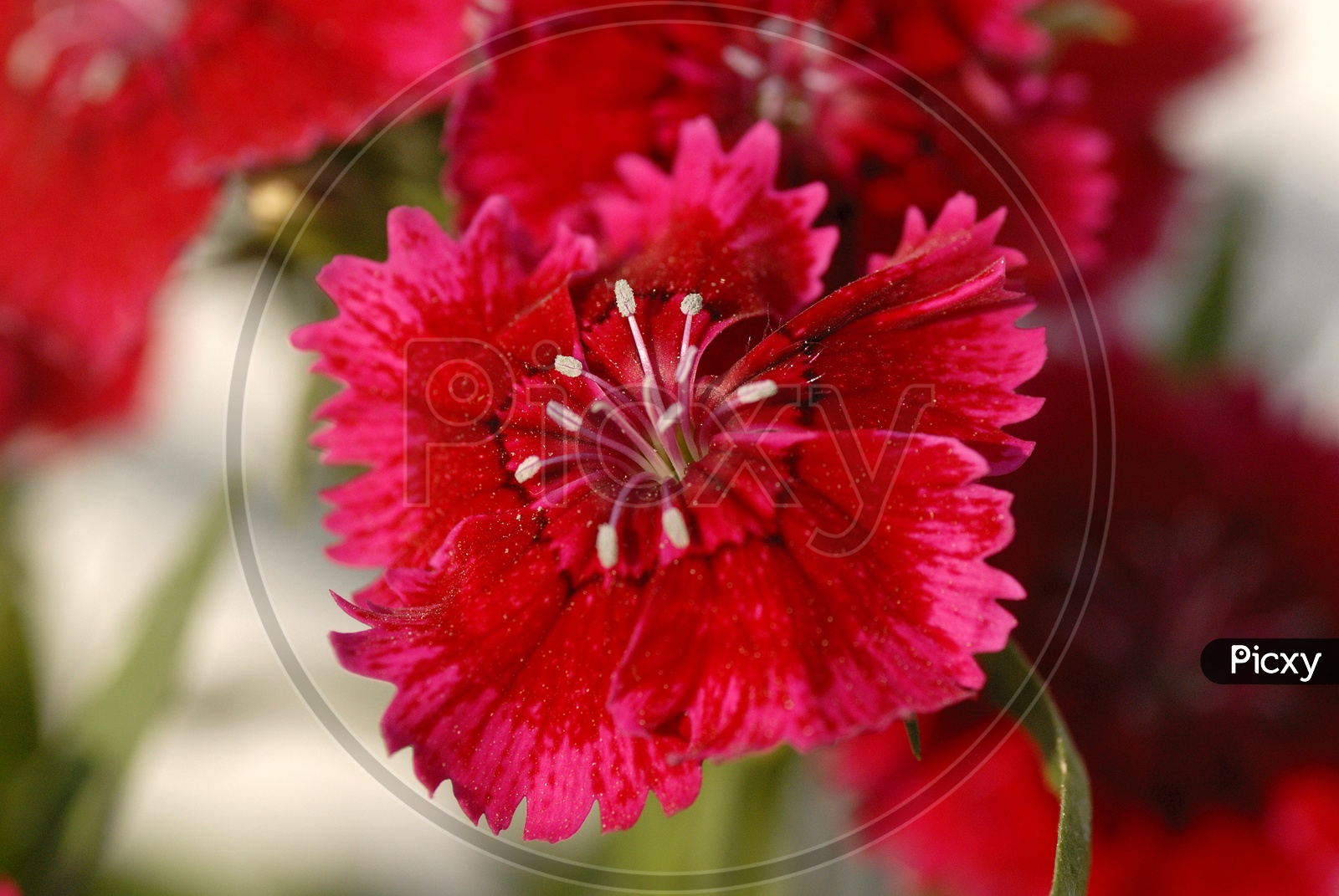 Diantus Barbatus Flower Closeup