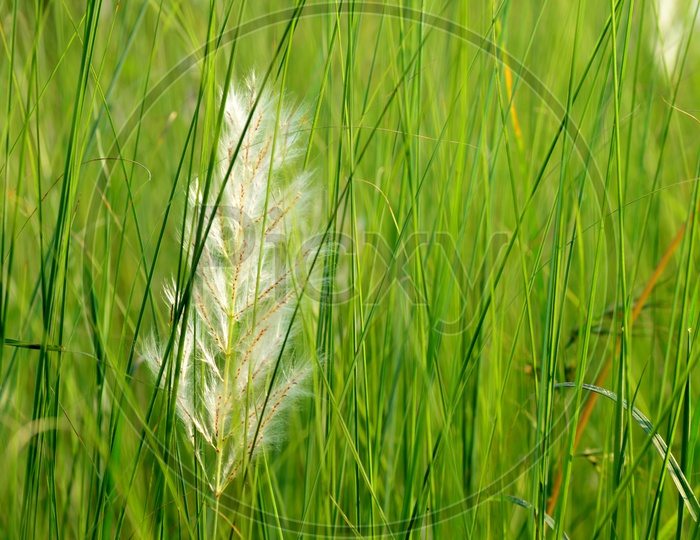 Mexican Feather Grass With a Feather in a Garden or Green Garden Grass With a Feather