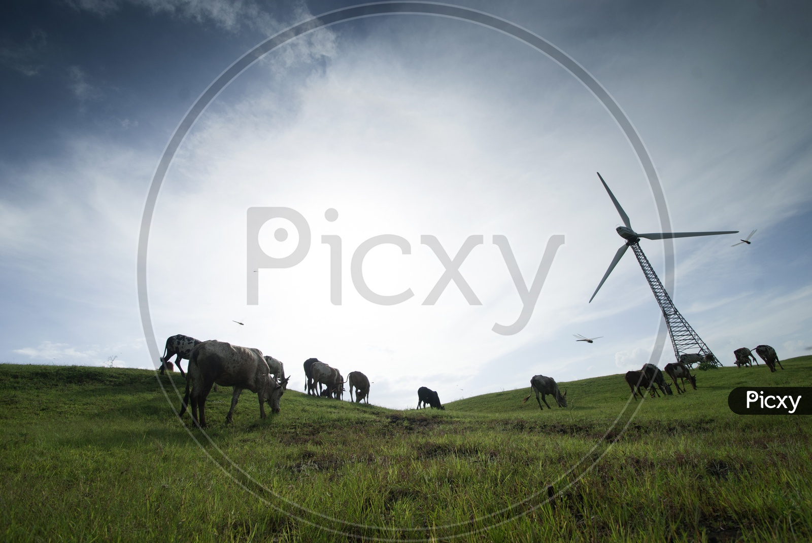 Wind Mills  On Green Terrain Lands With Cow Grazing
