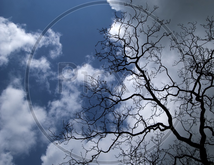 Silhouette of a Leafless Tree Branch Over  a Bright Cotton Clouds In Blue Sky