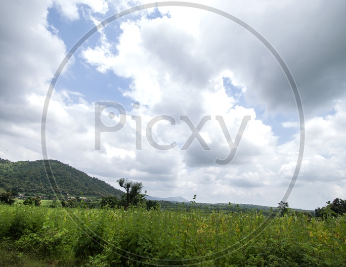 A Landscape View With The Agricultural  Fields And Cotton Clouds in Blue Sky