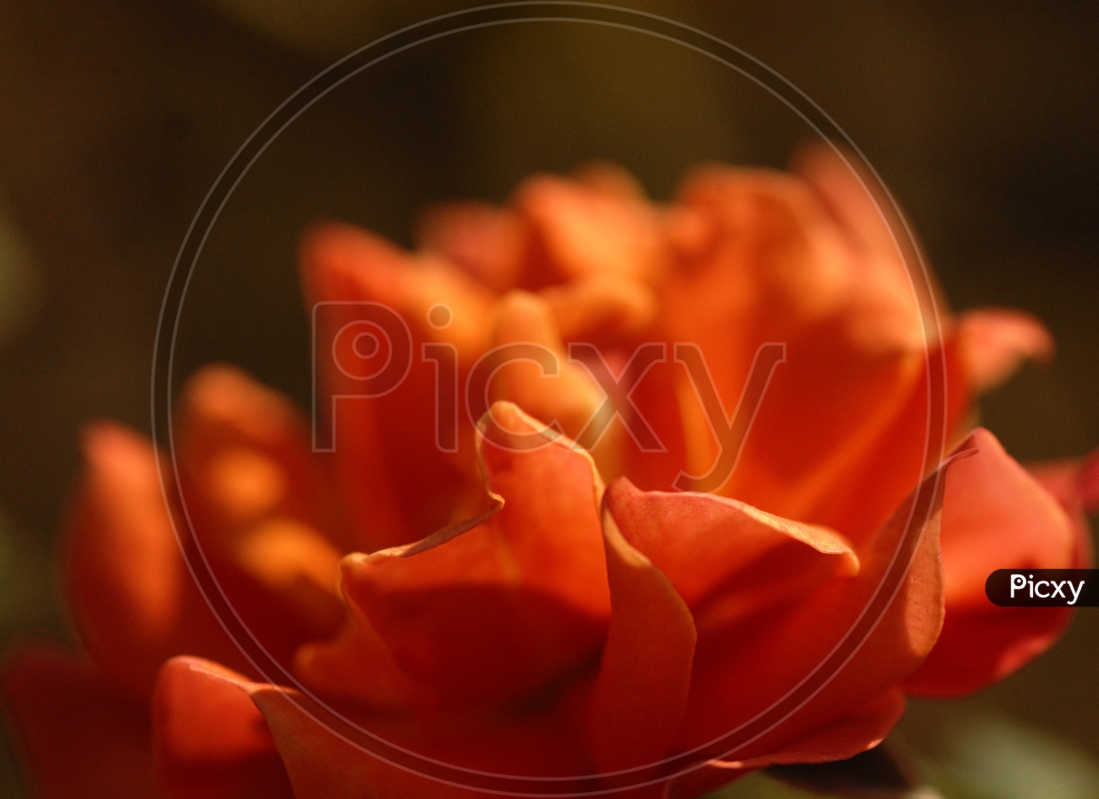 A Rose Flower Closeup With Petals