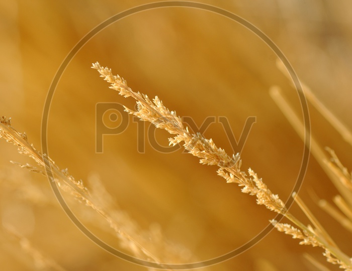 Wheat spikes in golden field