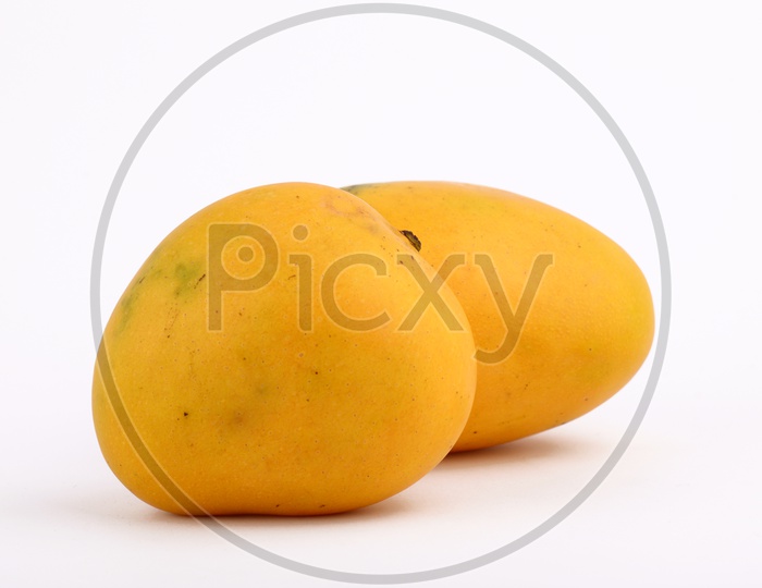 Fresh Ripen Mangoes On an Isolated White Background