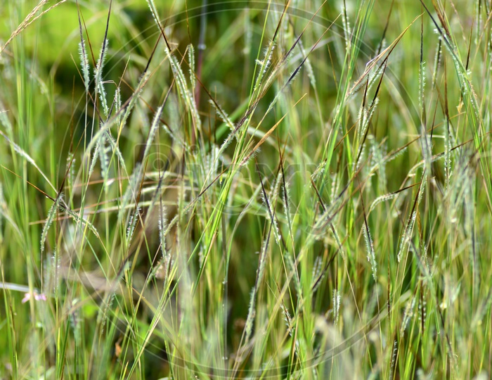 Green Grass with white fiber