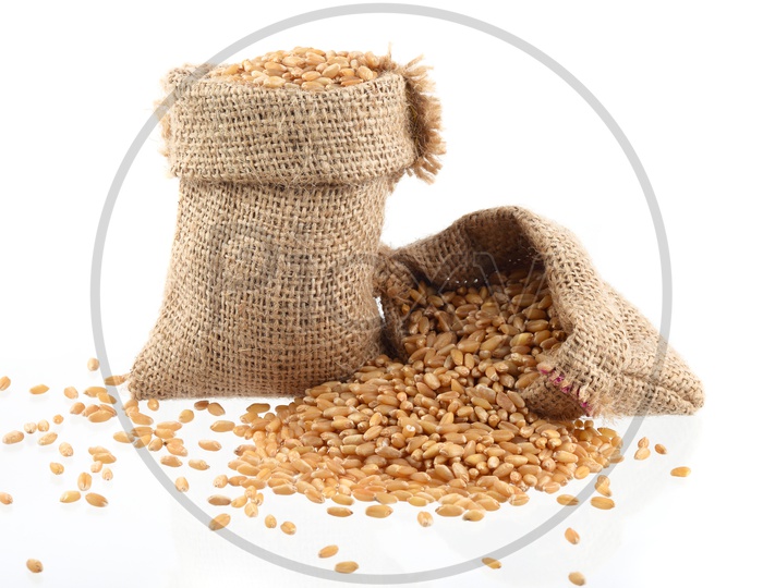 Fresh Yield Of Wheat Grains In Small Sack On an Isolated Background