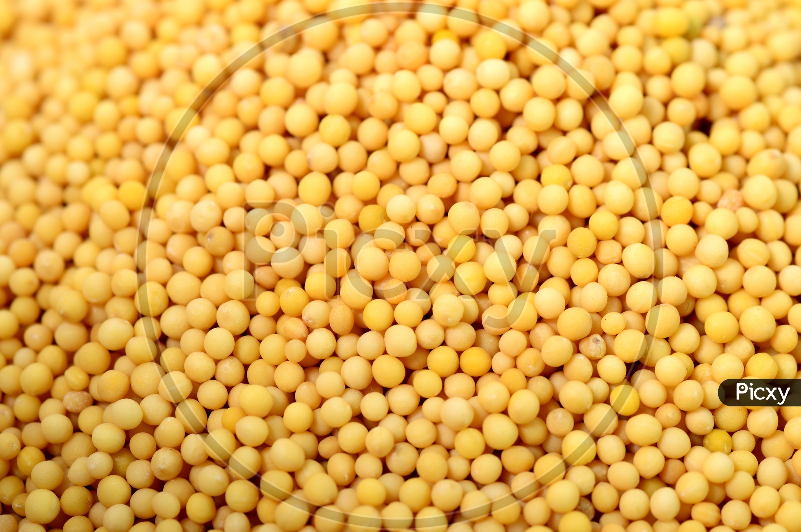 Image of yellow mustard seeds in a bowl isolated on white backgroundEN865426Picxy